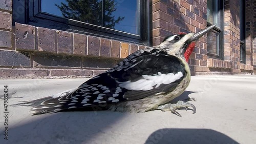 Closeup of dazed bird Yellow-bellied sapsucker regaining conscious after hitting window and flying away. photo