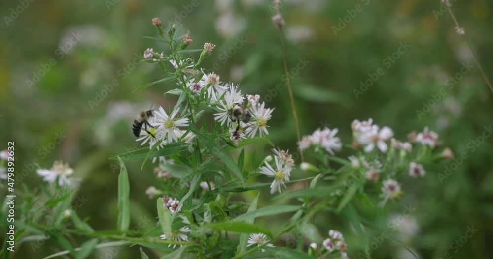 Two bees searching for pollen. Two bees searching for pollen.