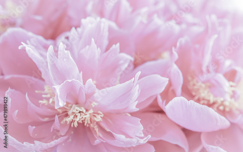 Soft focus, abstract floral background, pale pink peony flower petals