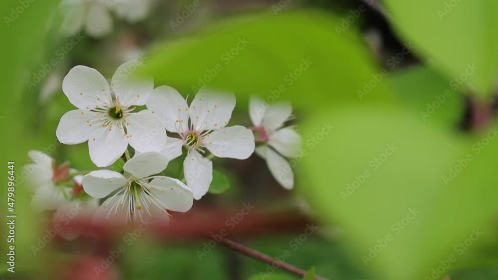 Close up on white fruit tree flowers swaying on wind in garden Close up on white fruit tree flowers swaying on wind in garden