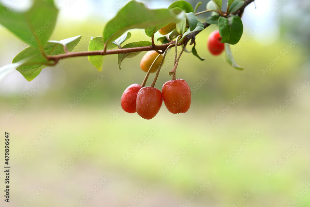 Obraz premium 보리수