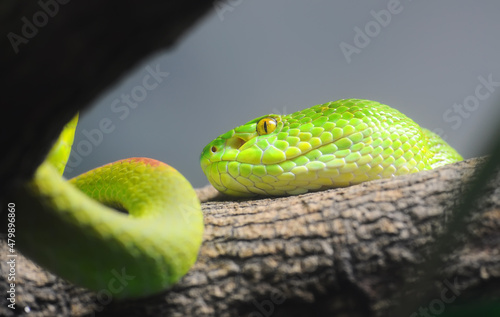 snake in forest (green pit viper) photo