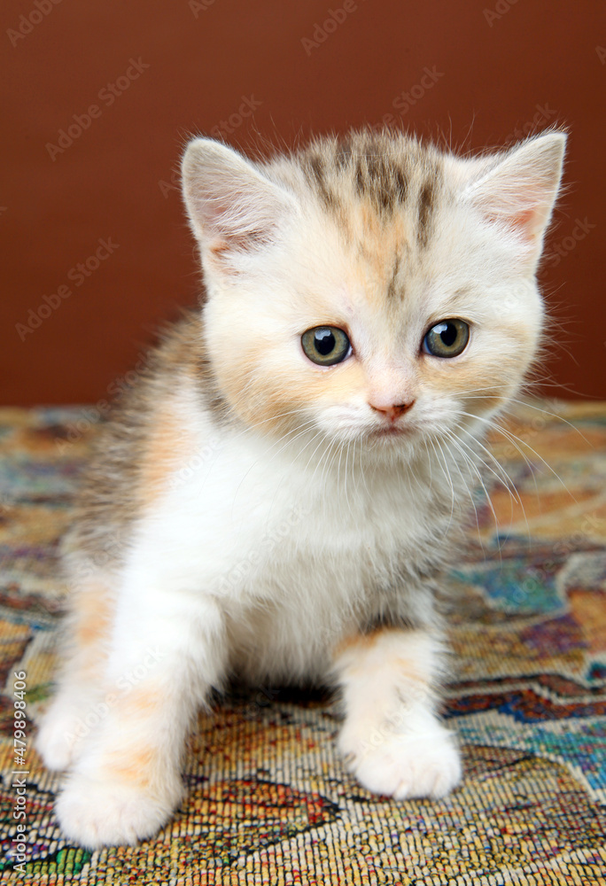 Portrait of a kitten looking into the camera.