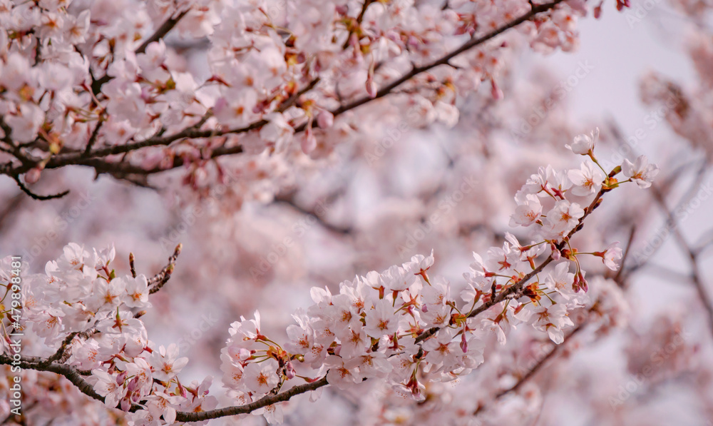 Background material of cherry blossoms in full bloom. 満開の桜の花の背景素材 Background material of cherry blossoms in full bloom. 満開の桜の花の背景素材