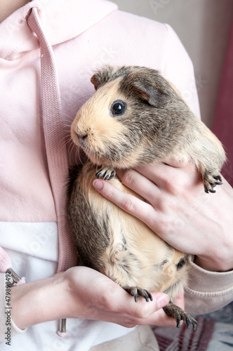 A girl holds a beige guinea pig in her arms
