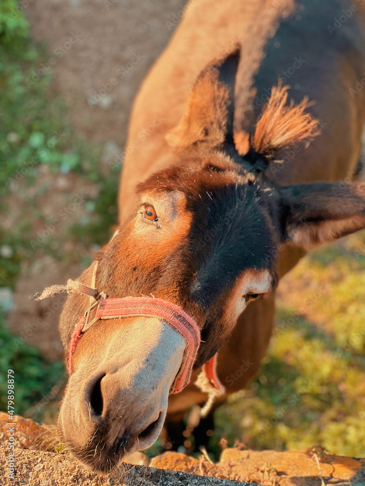 Obraz premium Aiguestortes Park in north of Lleida. Gerber lake and waterfall, Espot, Esterri d'ansu and Sort Town in Catalonia