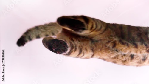 Bengal cat walks on a glass platform. Creative idea, unusual view. Shot at 120 fps from the bottom up through transparent glass. Slow-motion