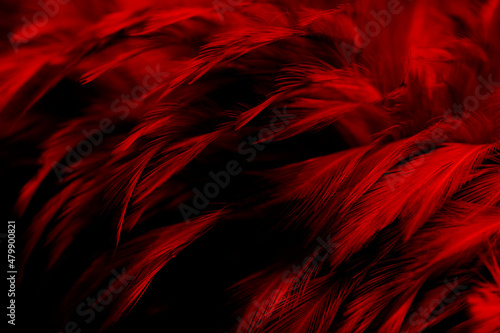 Beautiful Dark Red Feathers Texture Vintage Background. Swan Feathers on Black.