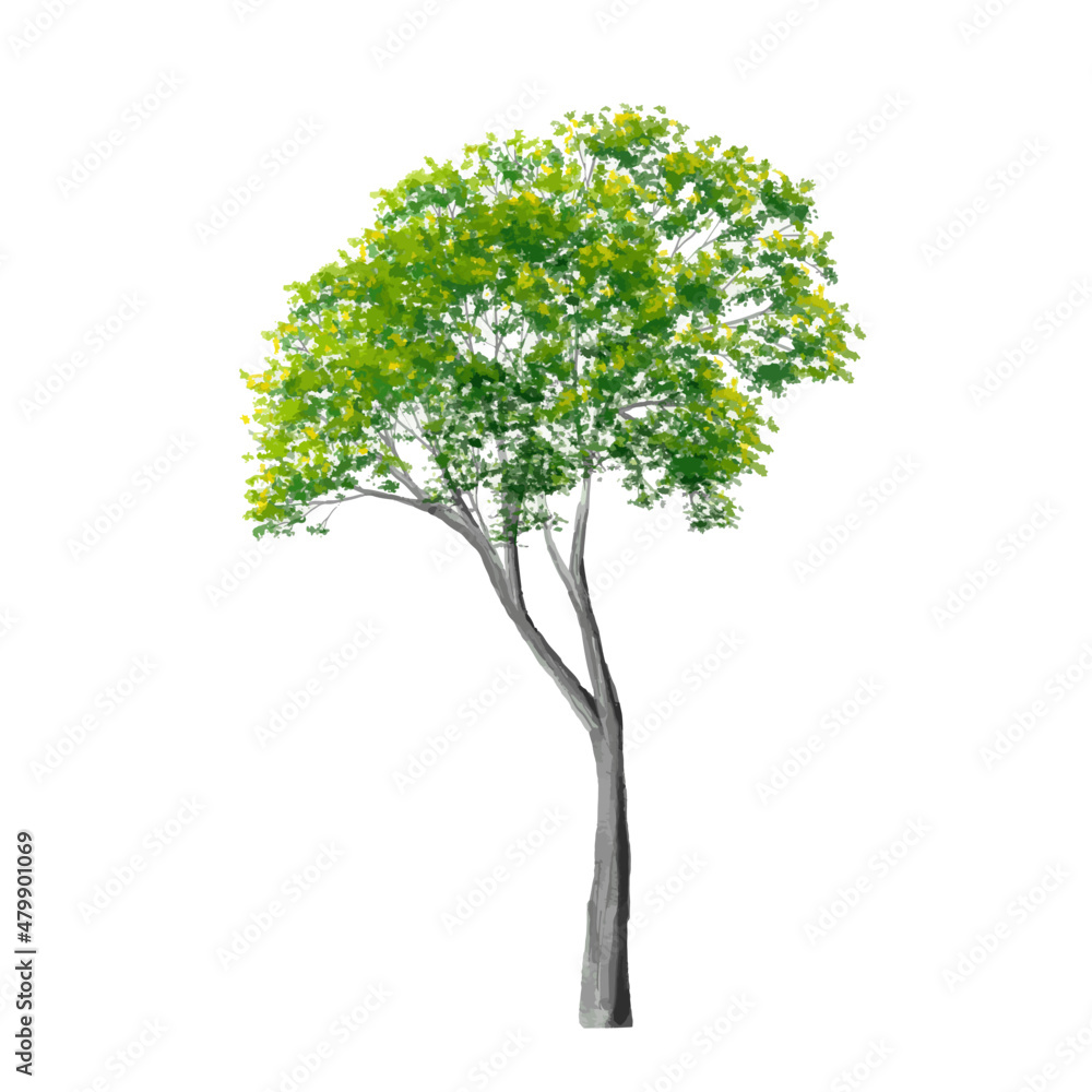 Obraz premium Vector of abstract watercolor tree side view isolated on white background for landscape plan and architecture layout drawing, elements for environment and garden,blossom grass,flower blooming