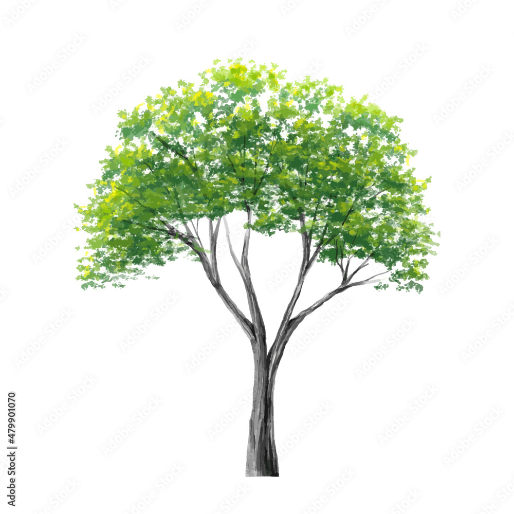 Vector of abstract watercolor tree side view isolated on white background  for landscape plan and architecture layout drawing, elements for environment and garden,blossom grass,flower blooming