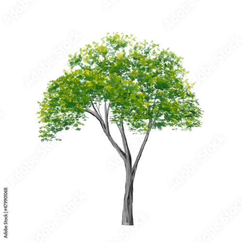 Vector of abstract watercolor tree side view isolated on white background for landscape plan and architecture layout drawing, elements for environment and garden,blossom grass,flower blooming