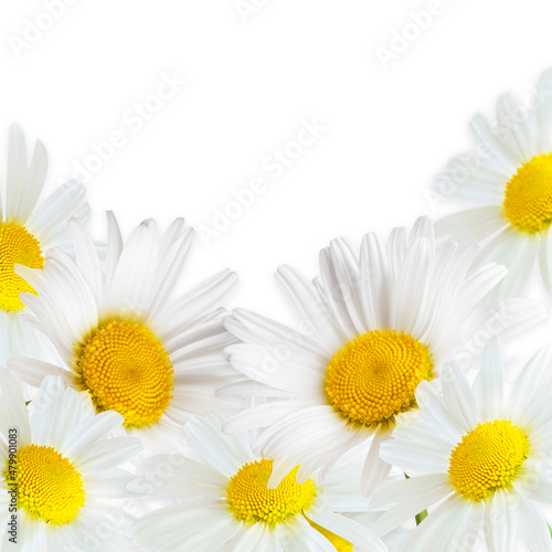 Chamomile flowers close up on white background