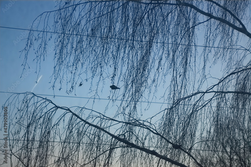 Obraz premium birds on the tree