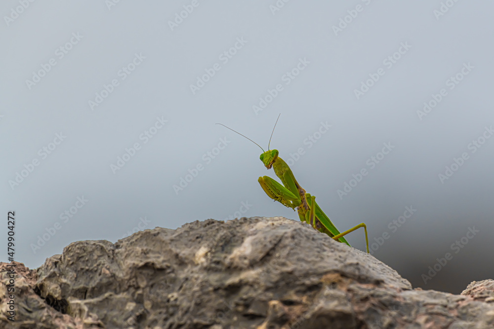 Insect mantis on an ancient stone Insect mantis on an ancient stone