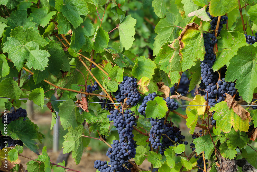 Nahaufnahme von reifen blauen Weintrauben