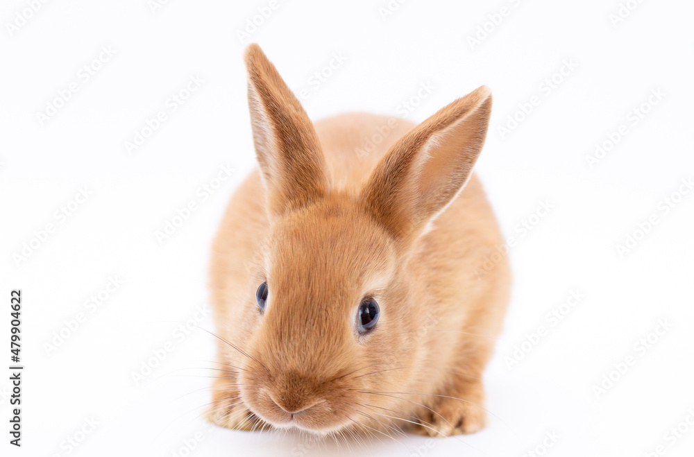 Fototapeta premium Little dwarf rabbit isolated on white