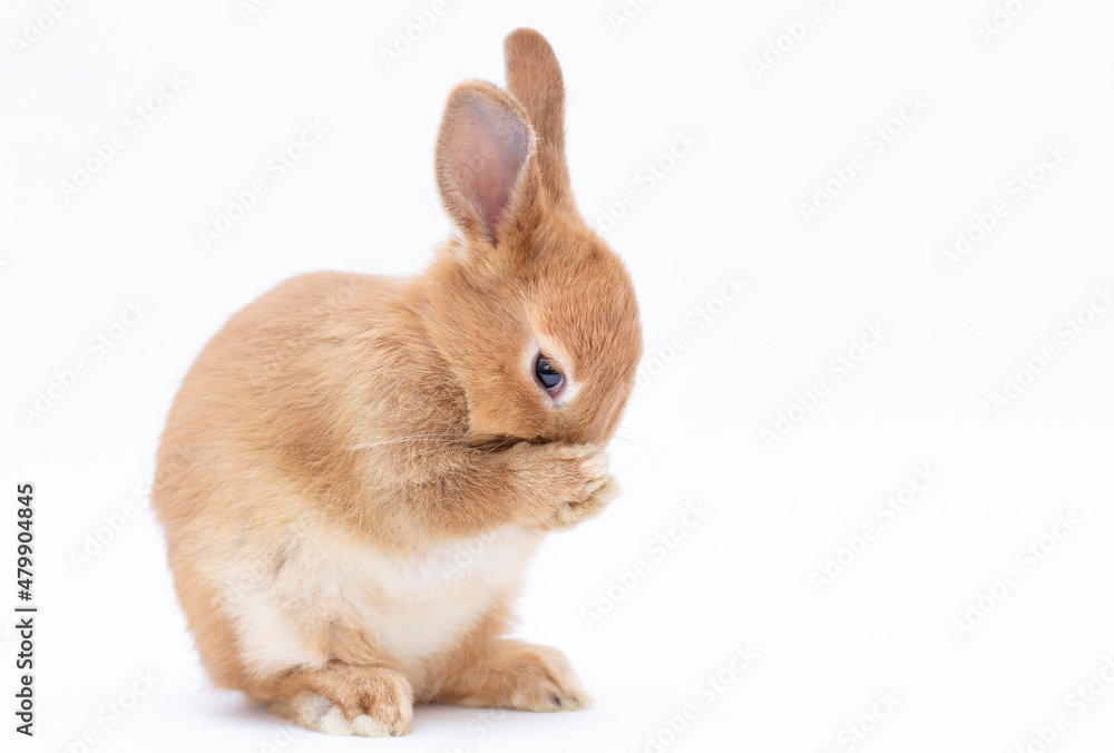 Little dwarf rabbit isolated on white