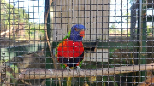 Two colorful parrots in a cage in the zoo Ardastra Gardens in Nassau, Bahamas photo