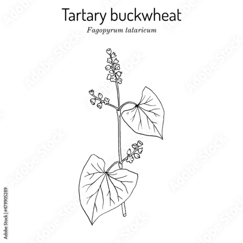 Tartary buckwheat Fagopyrum tataricum , edible and medicinal plant