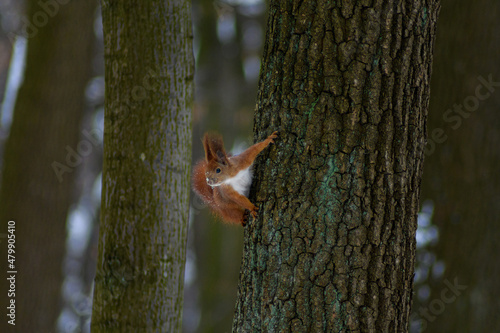 Wallpaper Mural Squirrel on winter time, snow and tree
 Torontodigital.ca