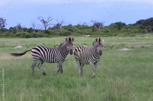 zebras in the savannah 