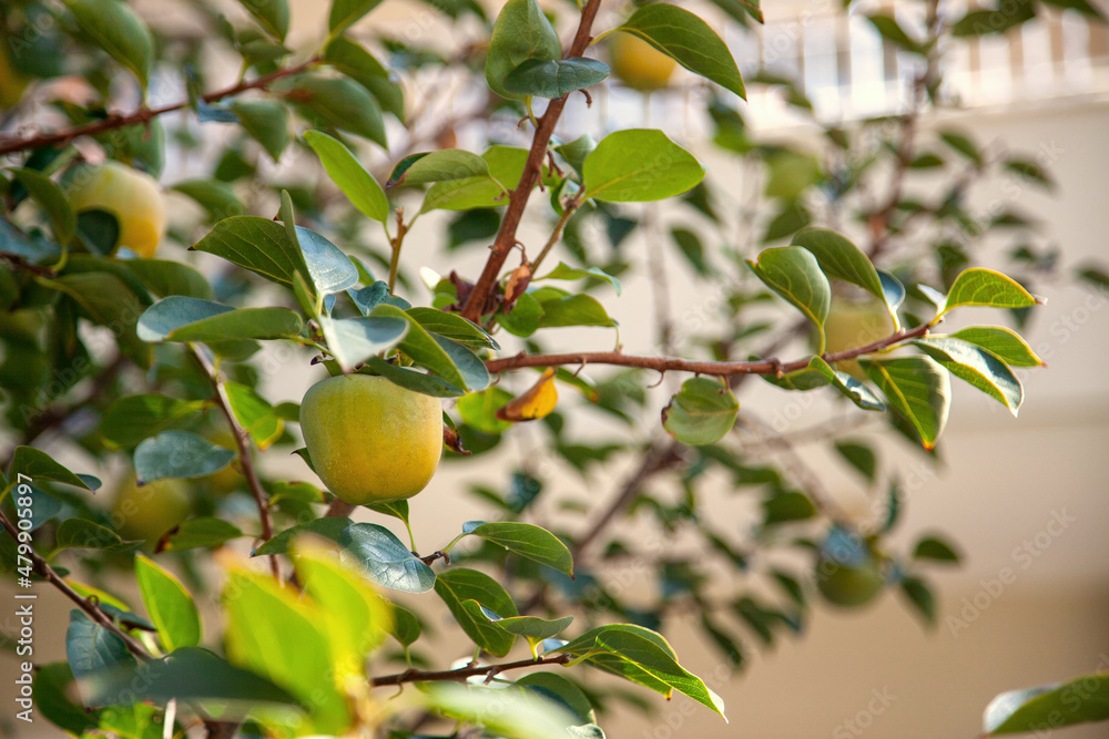 A branch with unripe persimmon fruits in dense foliage in the garden A branch with unripe persimmon fruits in dense foliage in the garden