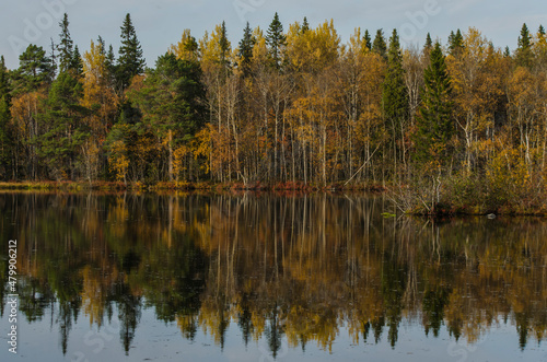 Reflection of trees in the water. Autumn forest 