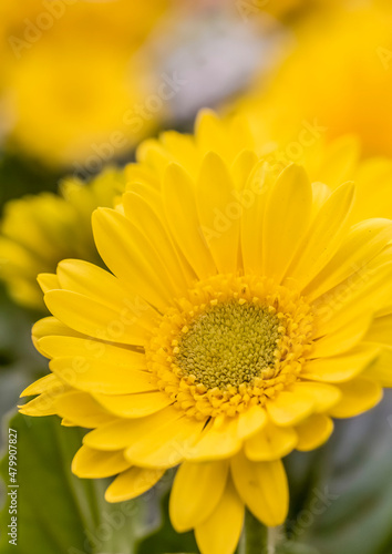 A yellow Barberton daisy ;vertical ; frontal view; macro image with selective focus on the center 