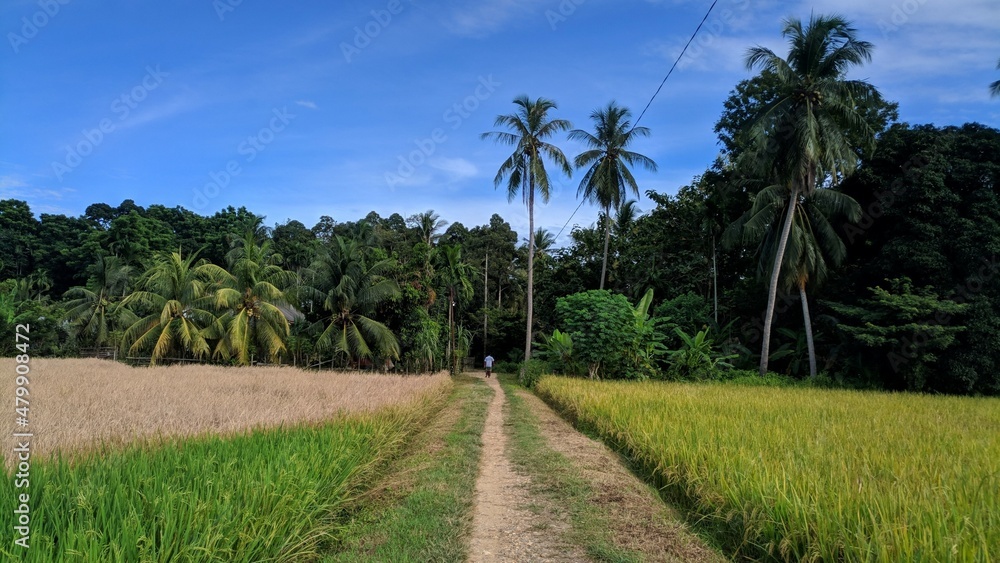 Gradation of rice field with nice sunny weather