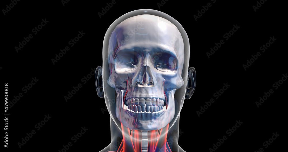Futuristic Humain Skull And Brain X-Ray. X-ray Visualization Inside Of Skull. 3D Illustration Render. Futuristic Humain Skull And Brain X-Ray. X-ray Visualization Inside Of Skull. 3D Illustration Render.