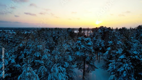Aerial view of winter conifers forever green forest covered with snow. Snow-covered pine trees and ate on a winter day in sun weather. Aerial view.