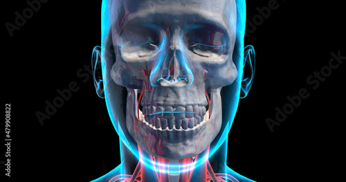 Close Up Human Skull X-Ray. Inside Of Human Head. Skull, Brain, Nervous System. 3D Illustration Render.