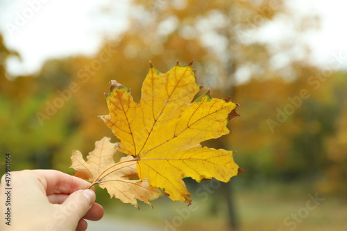 Female hand holds autumn leaves  close up