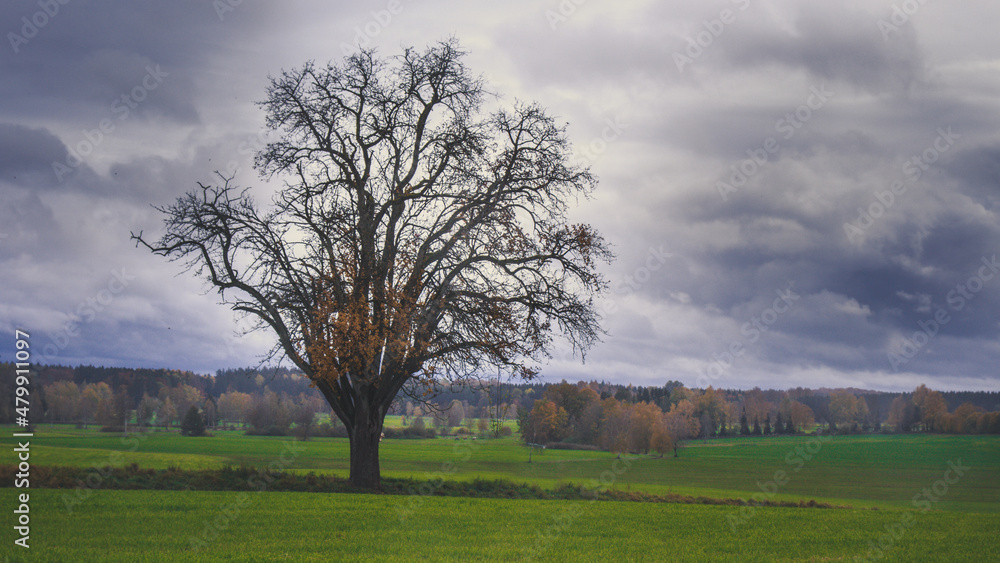 Obraz premium Stattlicher Herbstbaum