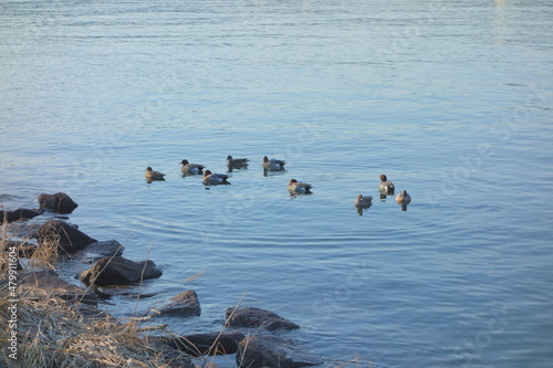 湖面に浮かぶ鴨の群れ © ojos