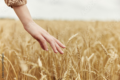 Image of spikelets in hands Wheat field autumn season concept
