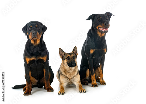 three dogs in studio