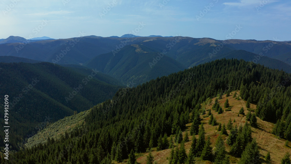 Sunny hills trees panorama with amazing spruces growing beautiful cloudless sky.