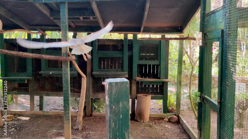 View behind the back of an owl that stands and flies in a cage in the zoo Ardastra Gardens in Nassau, Bahamas View behind the back of an owl that stands and flies in a cage in the zoo Ardastra Gardens in Nassau, Bahamas