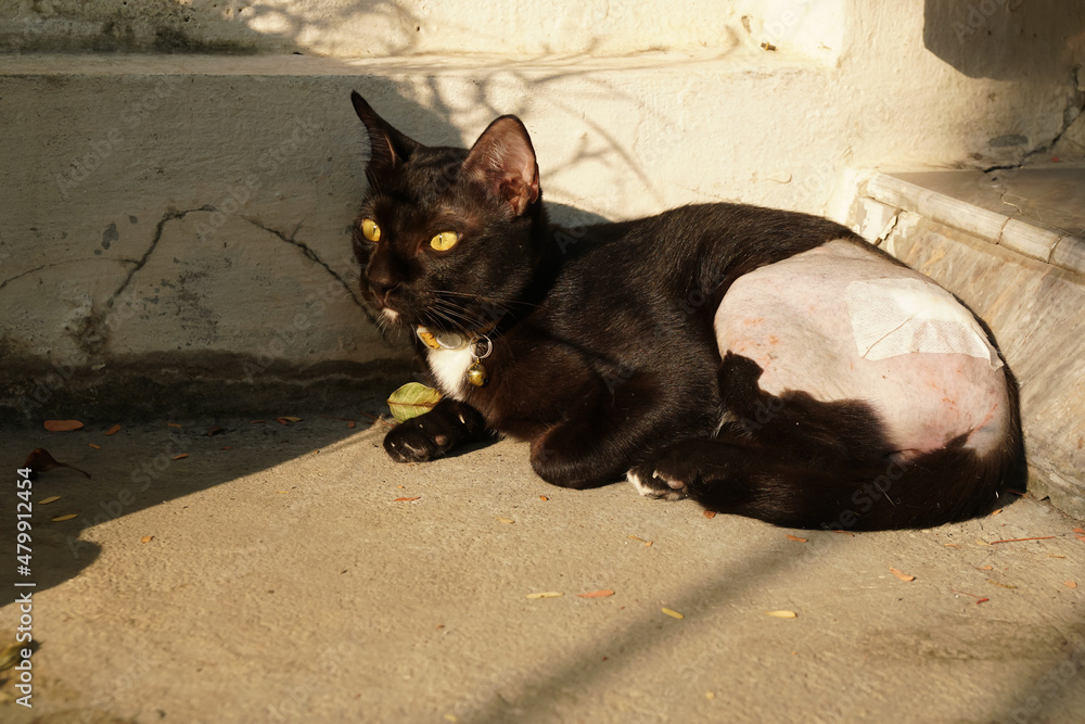 adorable black cat sunbathing and looking something, rest and relax from abdominal and hip wound after sterilization and treatment from broken leg with stitches.