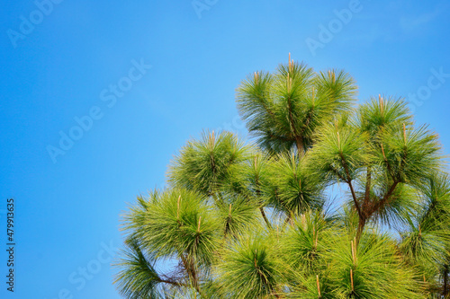 green Merkus pine tree against clear blue sky with copy space. © APIAPIJAH