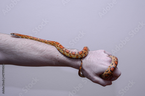 wąż zbożowy na ręce