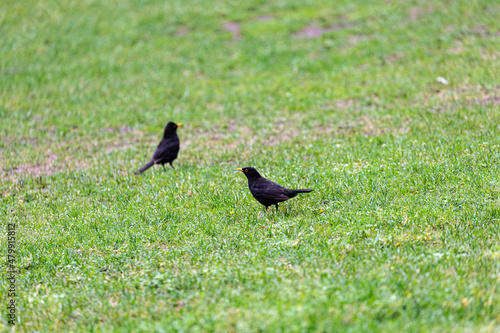 Blackbird walking on the grass field in park