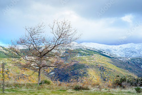 tree without leaves and snowy mountain of Hervas in autumn  Extremadura