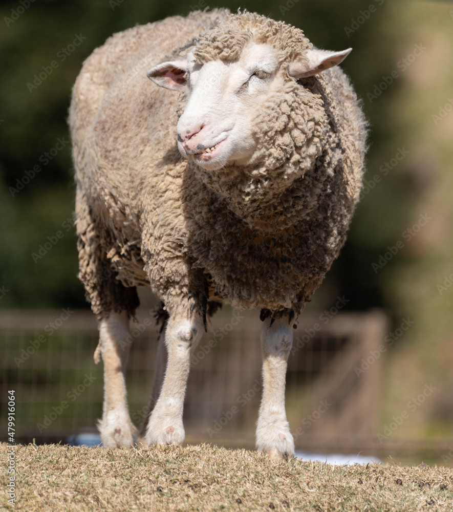 Obraz premium ふわふわなヒツジ