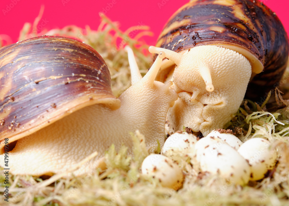 snails of a rare species of Archachatina Egregia with a clutch of eggs