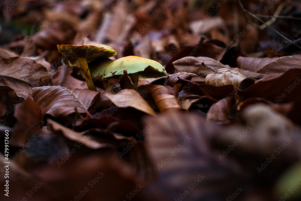 Yellow mushroom caps amid a pile of brown leaves on the forest floor on a fall day in Germany. Yellow mushroom caps amid a pile of brown leaves on the forest floor on a fall day in Germany.