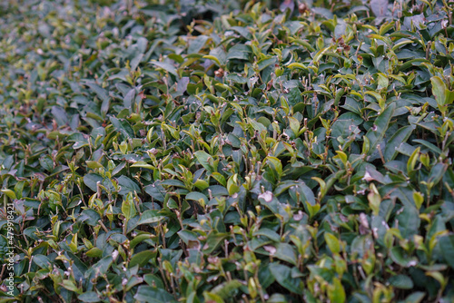 高知県のお茶畑