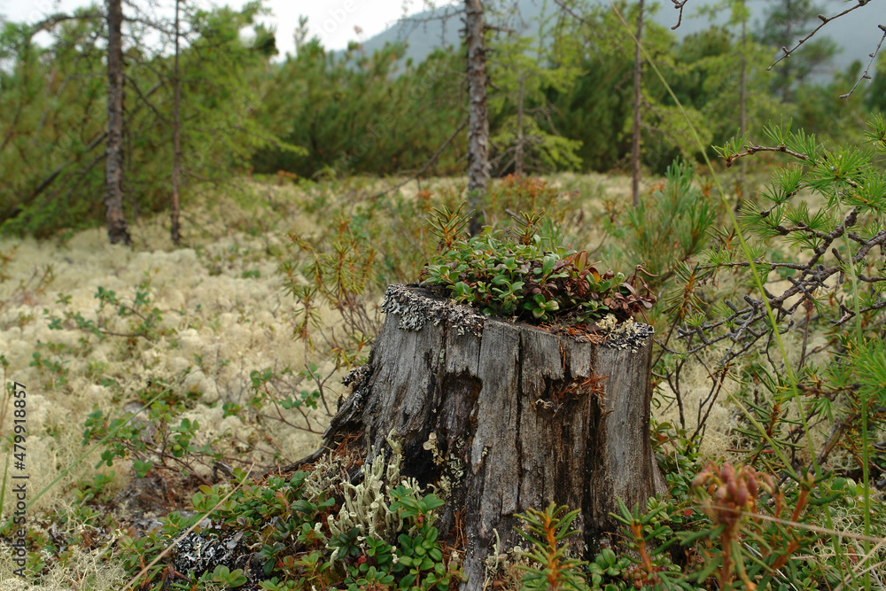 Fototapeta premium A tiny shrub of Dwarf lingonberry on an old rotten stump. Taiga forest in the area of the Jack London Lake, Magadan region