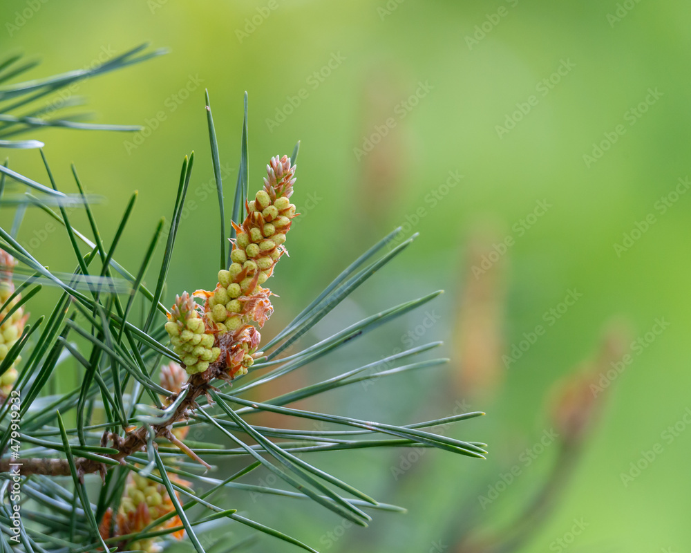 Branch of a pine, Pinus sylvestris, evergreen coniferous tree with needles, cones and seeds. Close up nature photography taken in Sweden in May. Green blurred bokeh background, copy space. Branch of a pine, Pinus sylvestris, evergreen coniferous tree with needles, cones and seeds. Close up nature photography taken in Sweden in May. Green blurred bokeh background, copy space.